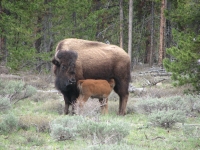 Bison